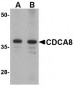 CDCA8 Antibody