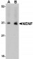 NENF Antibody