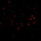PARL Antibody