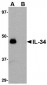 IL-34 Antibody