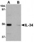 IL-34 Antibody