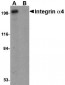 Integrin alpha 4 Antibody