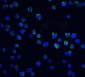 Akirin1 Antibody