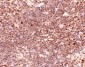 S1P1 Antibody