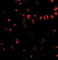 Integrin alpha 4 Antibody