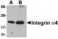 Integrin alpha 4 Antibody