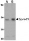 Spred1 Antibody