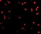 Integrin alpha 4 Antibody