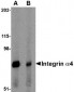 Integrin alpha 4 Antibody