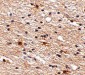 Aipl1 Antibody