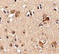 Aipl1 Antibody