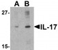 IL-17 Antibody