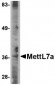 MettL7A Antibody