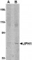 JPH1 Antibody