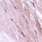 NIPSNAP2 Antibody