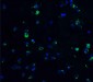 EBI3 Antibody