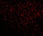 TREX1 Antibody