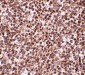 TREX1 Antibody