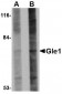 Gle1 Antibody