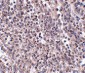 EBI3 Antibody