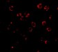 RNAse H2A Antibody