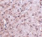 CRMP1 Antibody