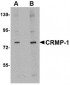 CRMP1 Antibody