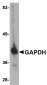 GAPDH Antibody