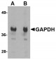 GAPDH Antibody