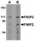 FNIP2 Antibody