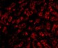 ApoA1 Antibody