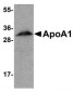 ApoA1 Antibody
