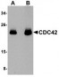 CDC42 Antibody