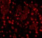 FTO Antibody