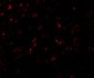 AP2M1 Antibody