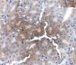 AP2M1 Antibody