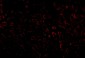 LDL-R Antibody
