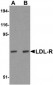 LDL-R Antibody
