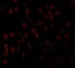 SCF Antibody