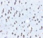 SCF Antibody