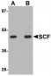 SCF Antibody