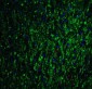 GPR3 Antibody