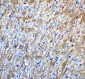 OCLN Antibody