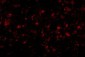 MC4R Antibody