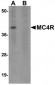 MC4R Antibody