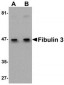 Fibulin 3 Antibody