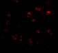 KLHL15 Antibody