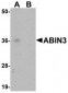 ABIN3 Antibody