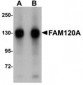 FAM120A Antibody