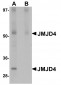 JMJD4 Antibody